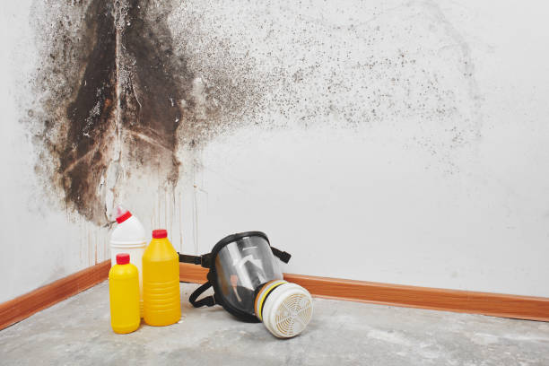 Best Black Mold Remediation in Harrison, NY