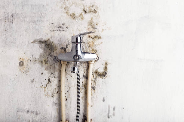 Best Mold Remediation for Specific Building Types in Harrison, NY