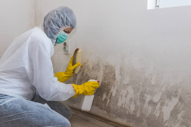 Best Localized Mold Remediation (e.g., coastal areas, humid climates) in Harrison, NY