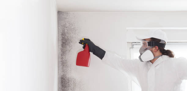 Best Attic Mold Remediation in Harrison, NY