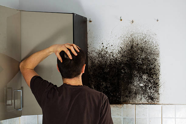Best DIY Mold Remediation Support Services in Harrison, NY