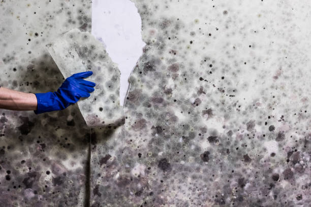 Best Mold Remediation for Schools in Harrison, NY