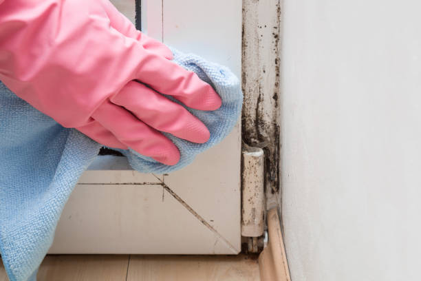 Best Mold Testing and Inspection Services in Harrison, NY