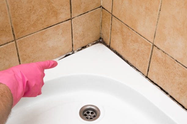 Best Emergency Mold Remediation in Harrison, NY
